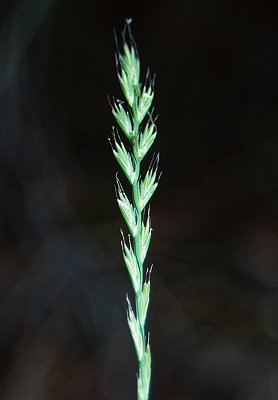 Inflorescence (photo) © Queensland Herbarium Sharp 139 and Simon by D.Sharp