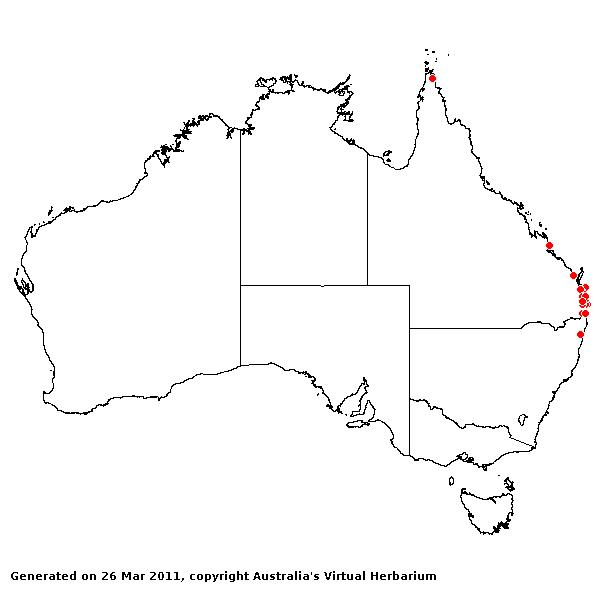 Eragrostis bahiensis AVH 2011