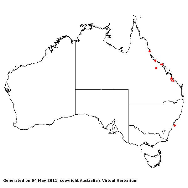 Paspalidium flavidum AVH 2011