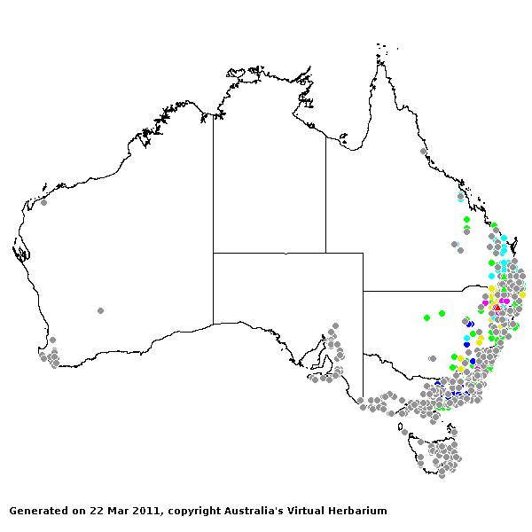 Echinopogon AVH 2011