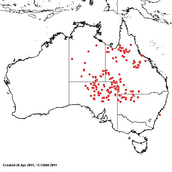 Eragrostis basedowii AVH 2011