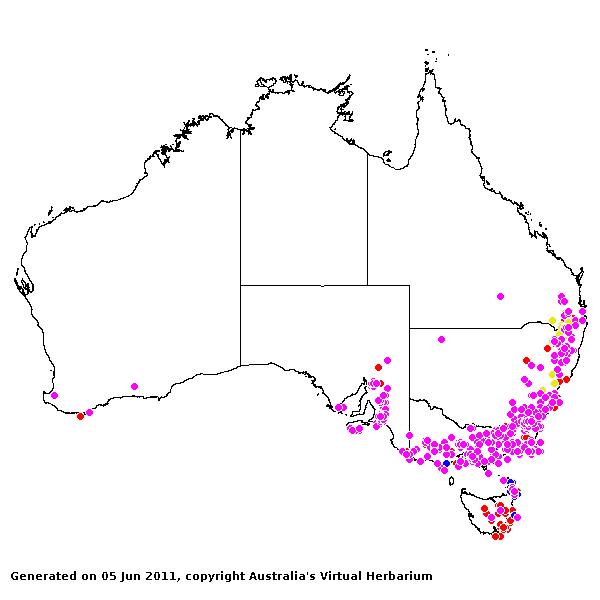 Rytidosperma racemosum AVH 2011