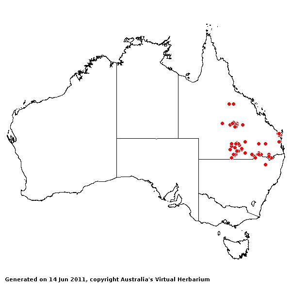Triodia marginata AVH 2011