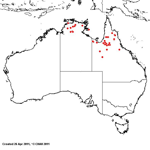 Eragrostis concinna AVH 2011