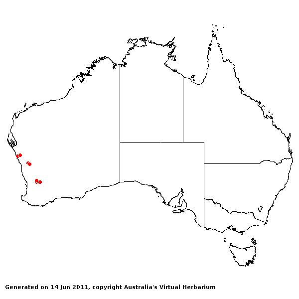 Triodia longipalea AVH 2011