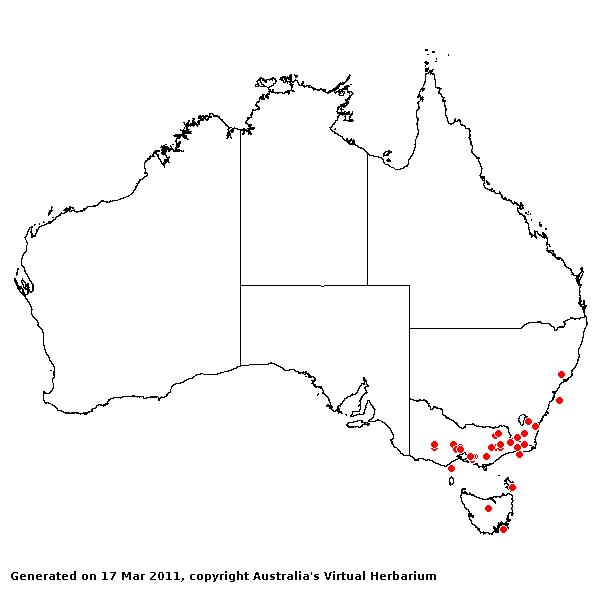 Agrostis capillaris var. aristata AVH 2011