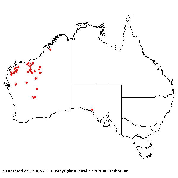 Triodia lanigera AVH 2011