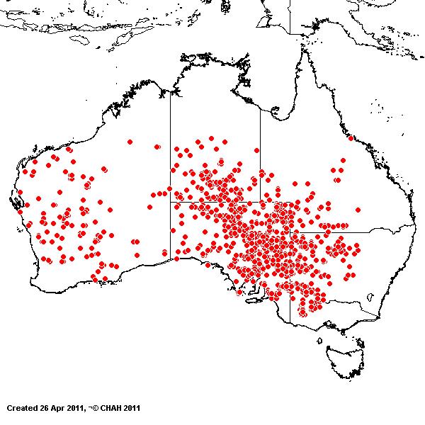 Eragrostis dielsii AVH 2011