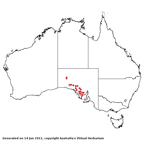 Triodia lanata AVH 2011