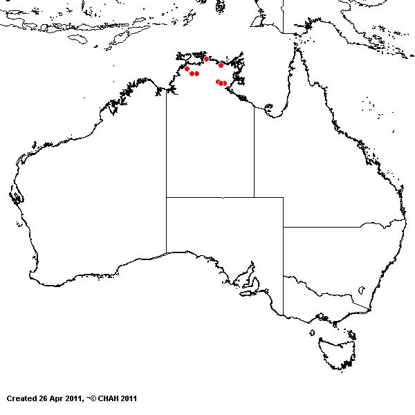 Egragrostis ecarinata AVH 2011