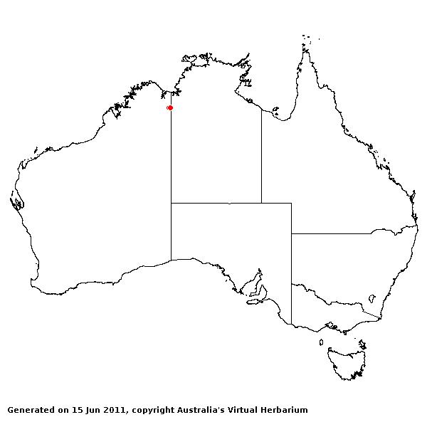 Triodia prona AVH 2011