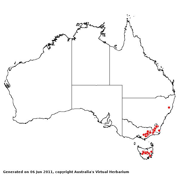 Rytidosperma nudiflorum AVH 2011