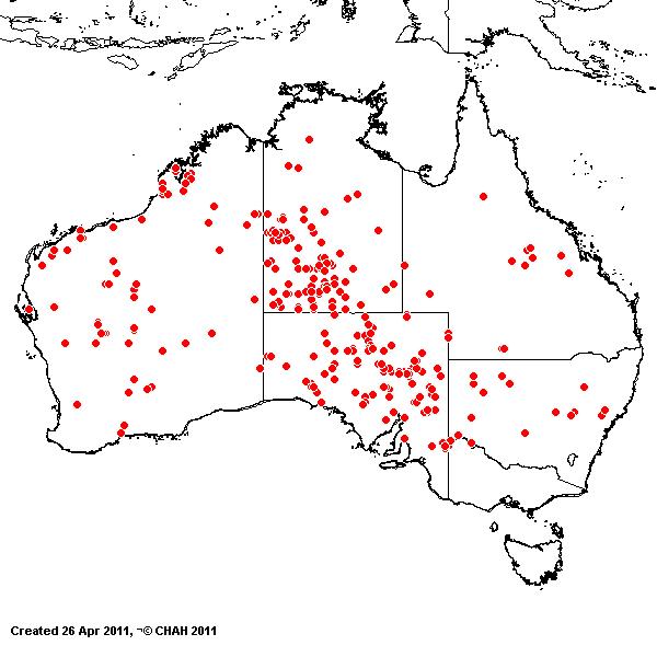 Eragrostis falcata AVH 2011