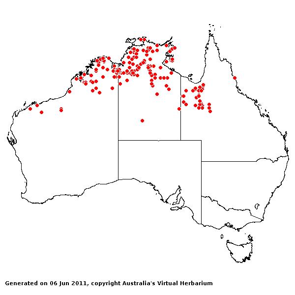Sarga timorense AVH 2011