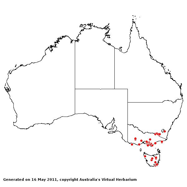 Poa trivialis AVH 2011