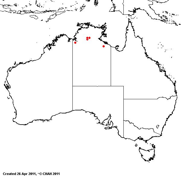 Eragrostis hirticaulis AVH 2011