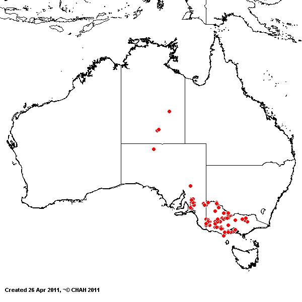 Eragrostis infecunda AVH 2011
