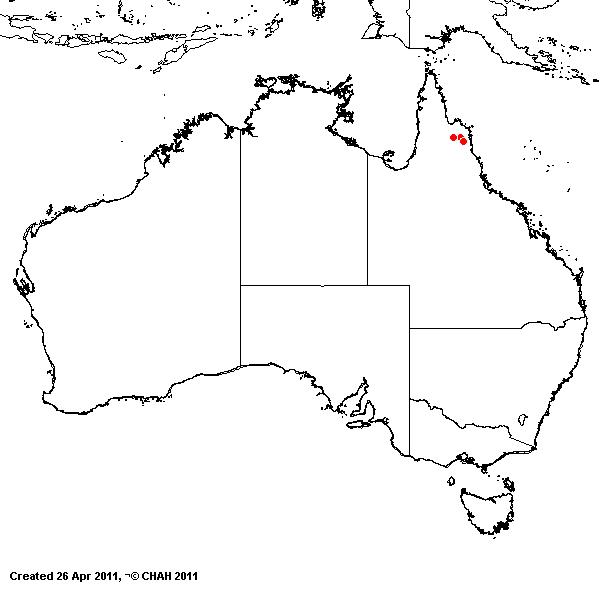 Eragrostis jacobsiana AVH 2011