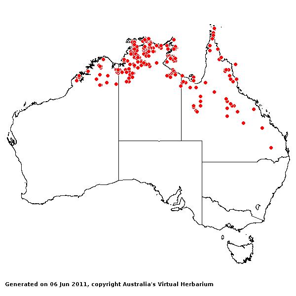 Setaria apiculata AVH 2011