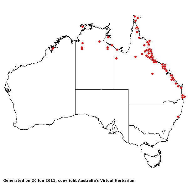 Ischaemum australe var. villosum AVH 2011