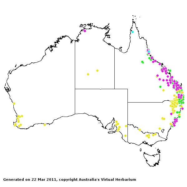 Hyparrhenia AVH 2011