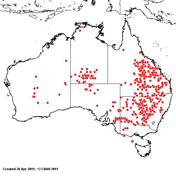 Eragrostis lacunaria AVH 2011