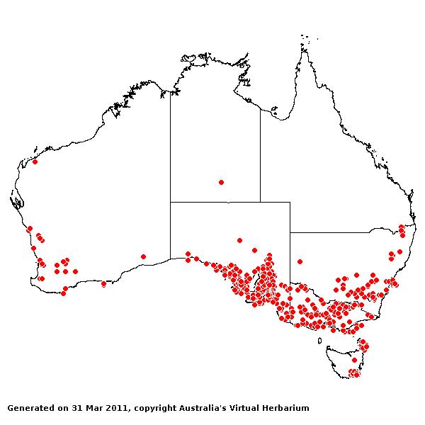 Avena barbata AVH 2011