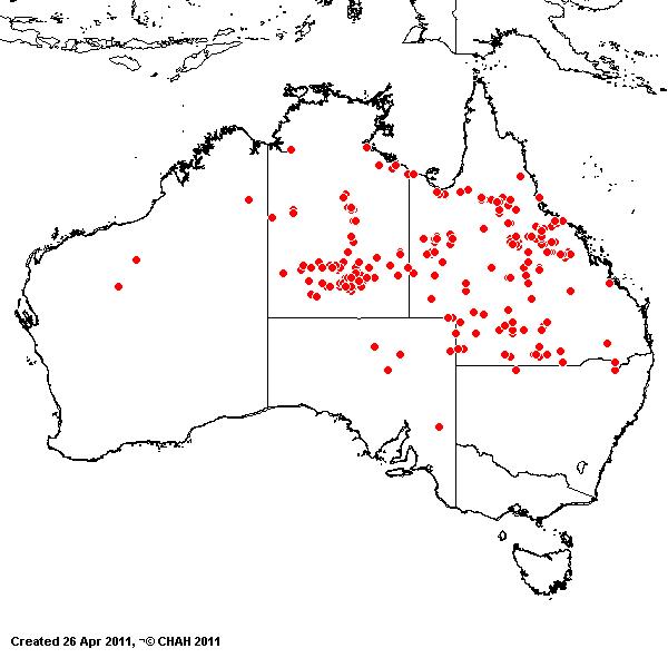 Oxychloris scariosa AVH 2011