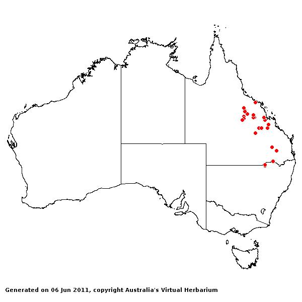Sporobolus disjunctus AVH 2011