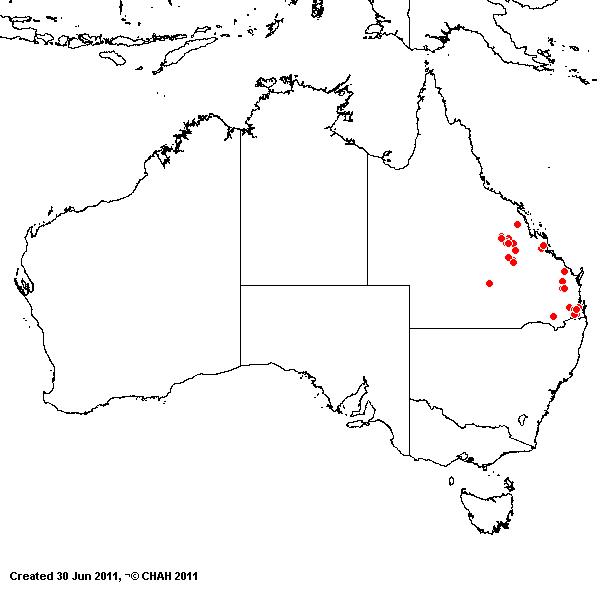 Moorochloa eruciformis AVH 2011