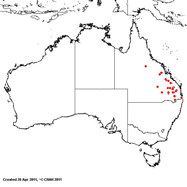Eragrostis longipedicellata AVH 2011
