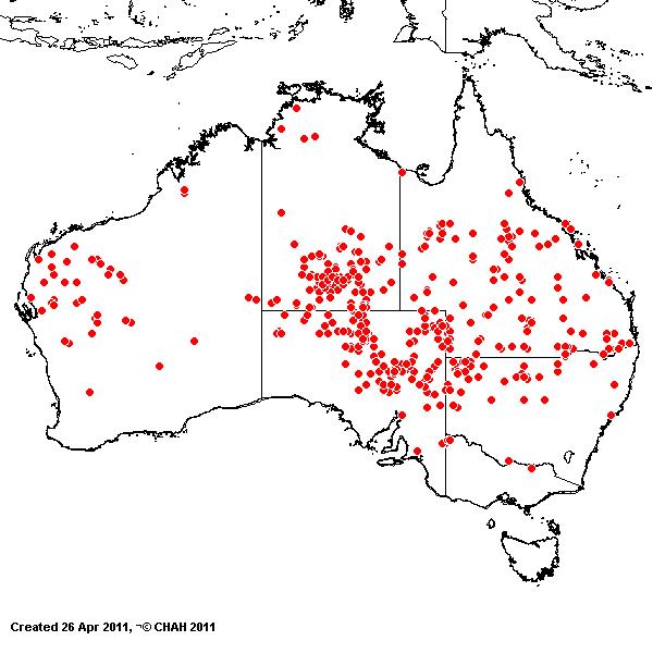 Eragrostis leptocarpa AVH 2011