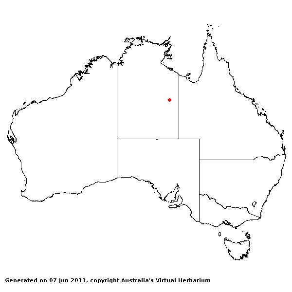Sporobolus latzii AVH 2011