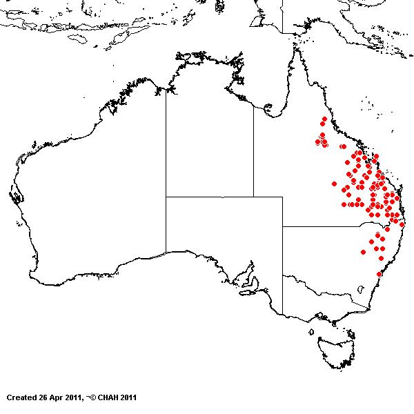 Eragrostis megalosperma AVH 2011