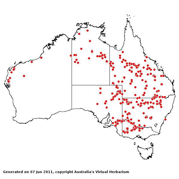 Sporobolus mitchellii AVH 2011