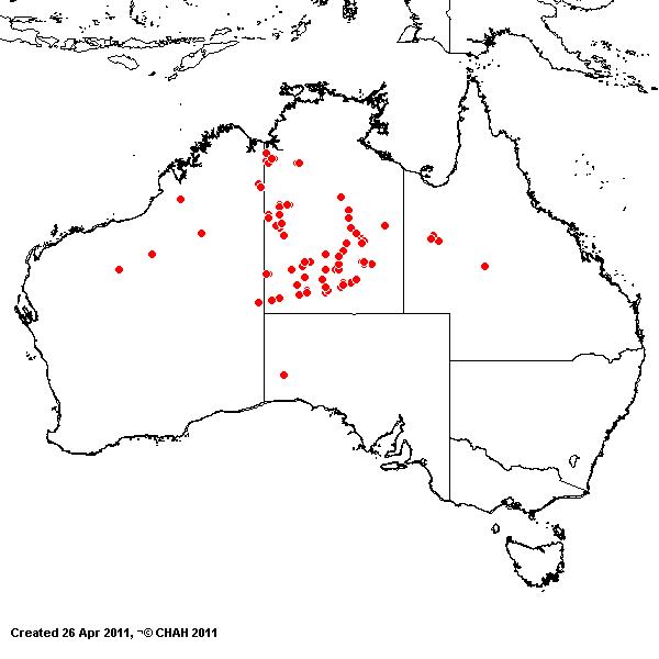 Eragrostis olida AVH 2011