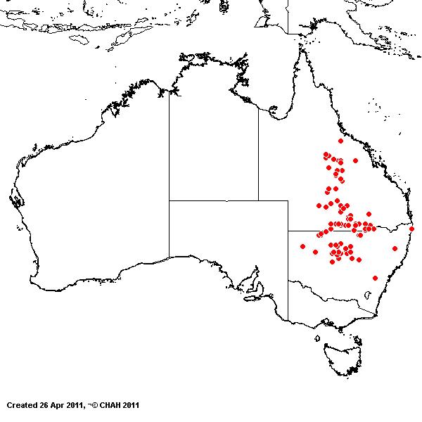 Eragrostis microcarpa AVH 2011