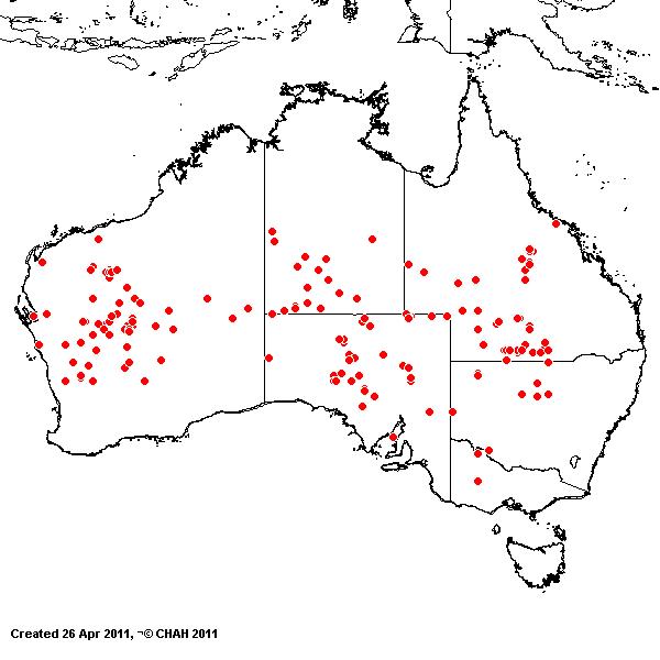 Eragrostis pergracilis AVH 2011