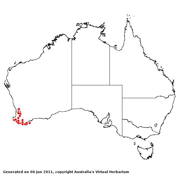 Tetrarrhena laevis AVH 2011