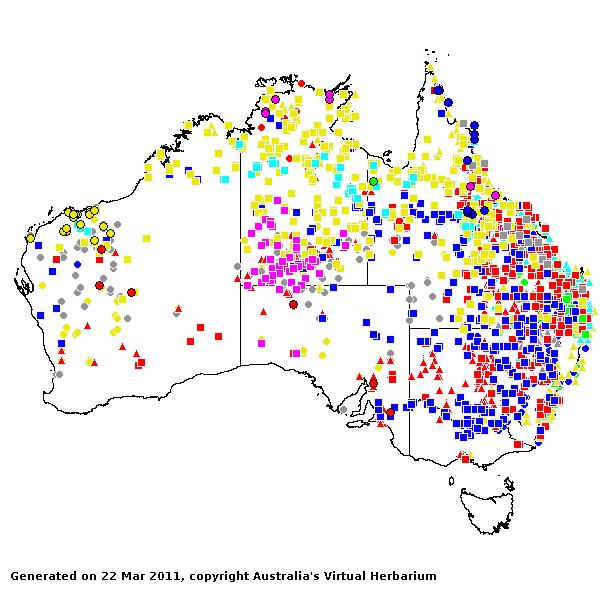 Paspalidium AVH 2011