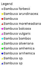Bambusa