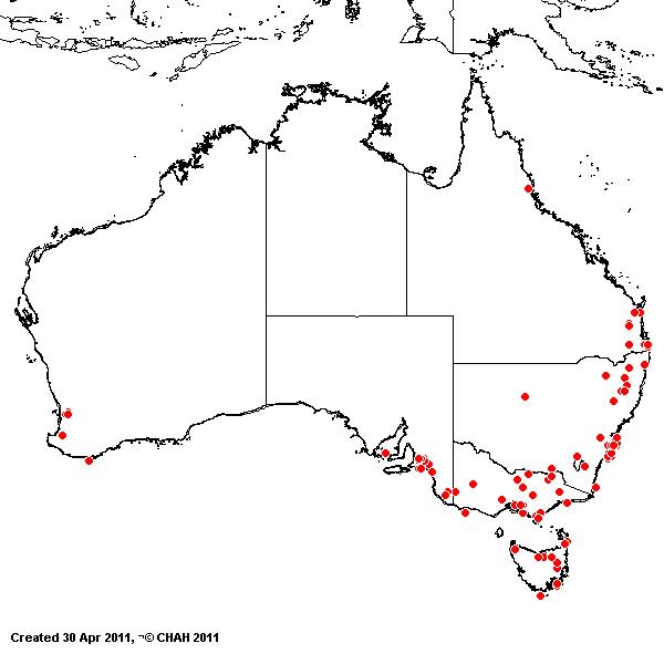 Lolium multiflorum AVH 2011