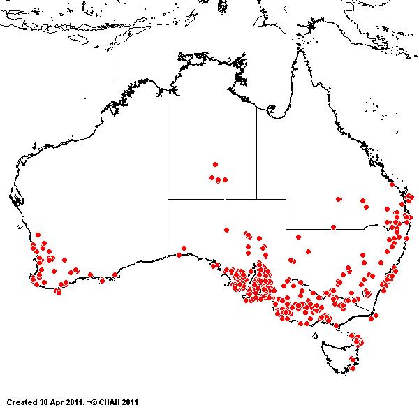 Lolium rigidum AVH 2011