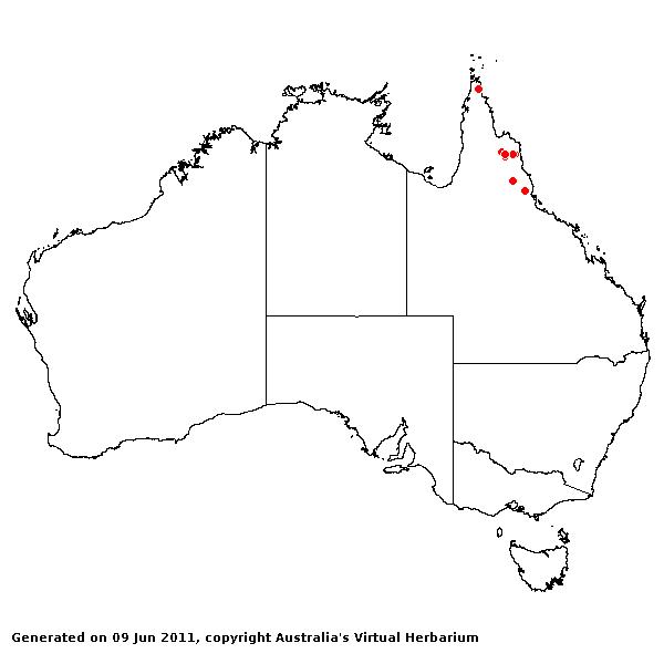 Thaumastochloa x heteromorpha AVH 2011