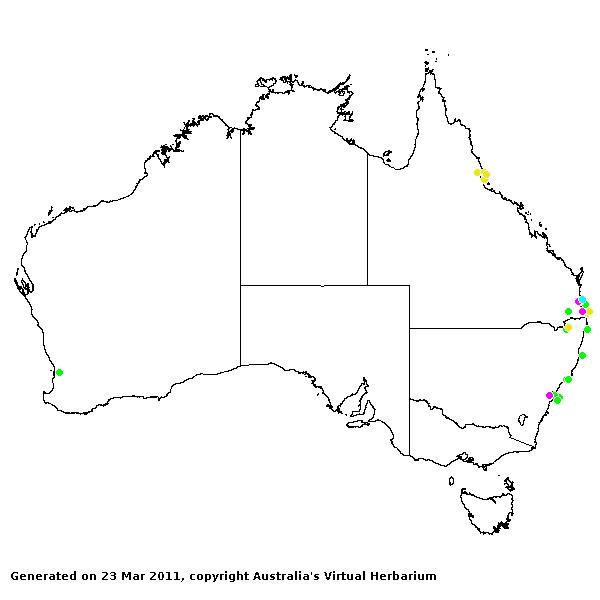 Phyllostachys AVH 2011