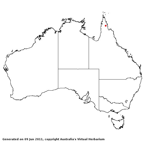 Thelepogon australiensis AVH 2011