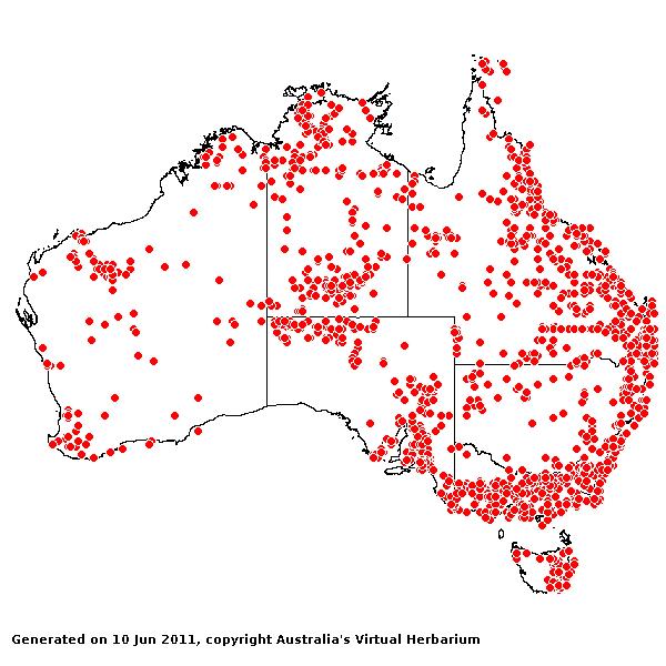 Themeda triandra AVH 2011