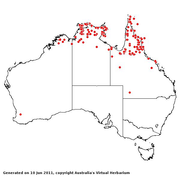 Themeda arguens AVH 2011
