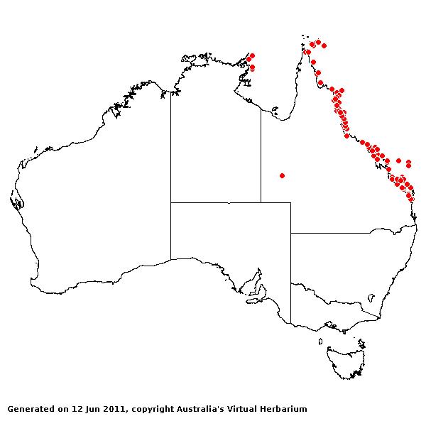 Thuarea involuta AVH 2011