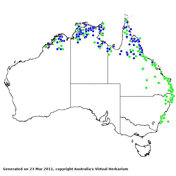 Sacciolepis AVH 2011